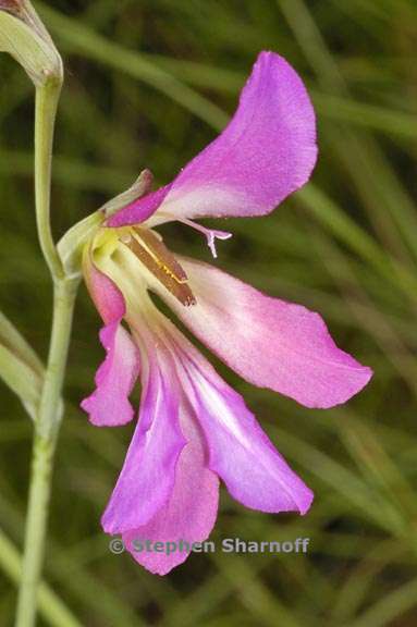 gladiolus communis byzantinus 2 graphic